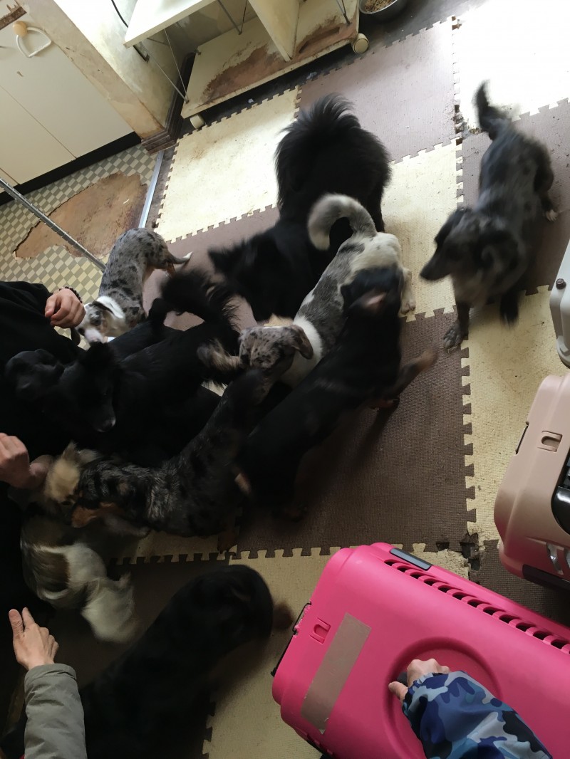 多頭飼育現場からの保護