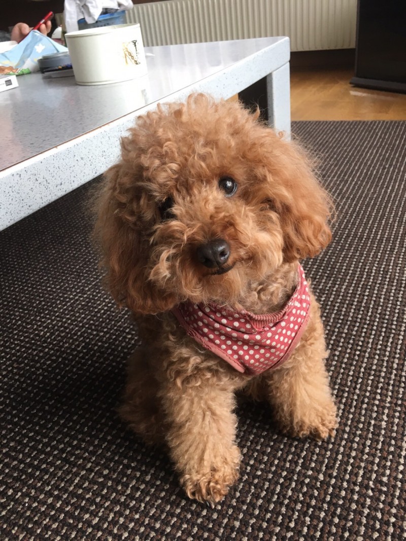 最近しつけの動画を編集しています