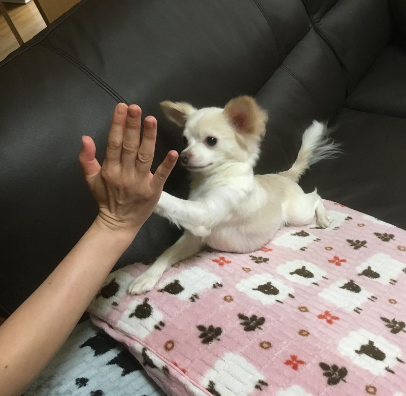 レッスンを卒業された飼い主さんからの喜びの声を「お客様の声」として反映させてもらってます！