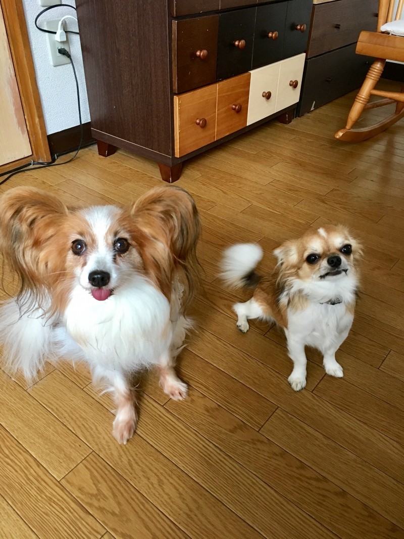 犬慣れトレーニング。一回でどこまで変われるのか？