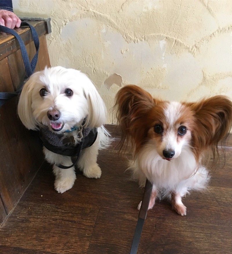 まる君カフェデビューinシバキチカフェ