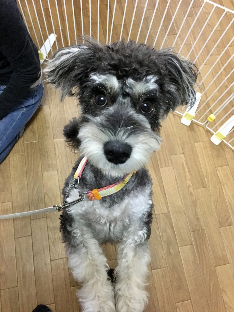 留守番、来客、インターホン！とにかく吠える！！