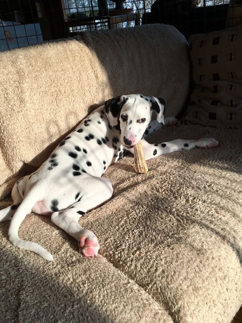 お散歩ダルメシアン