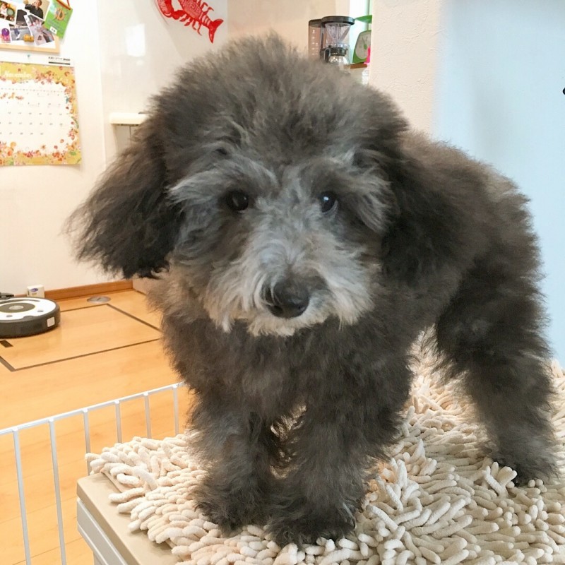 花ちゃん、シャンプートレーニング頑張りました♪