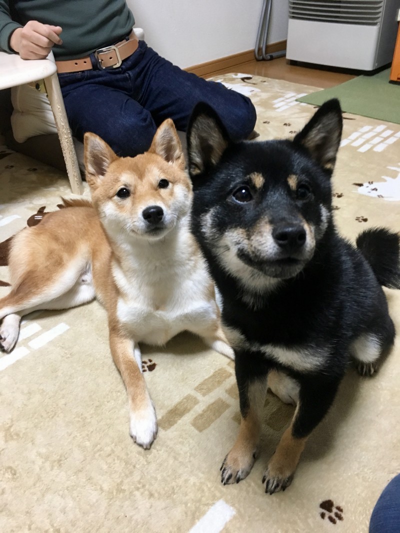 わんこ君、にゃんこちゃん、無事卒業！