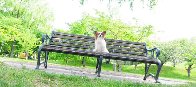札幌の犬の出張しつけ教室　わんこの教室しっぽのじかん